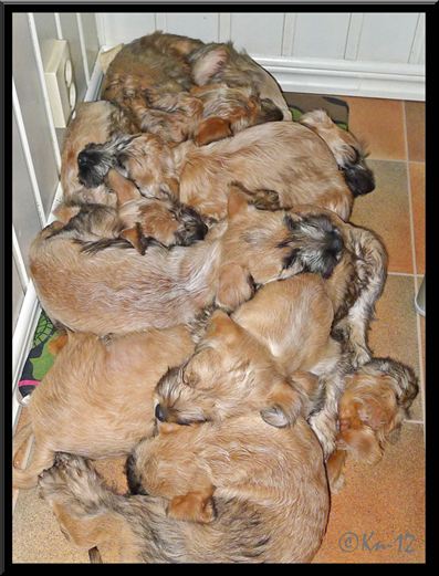 A-bounch-of-puppies-(A3-8w).jpg