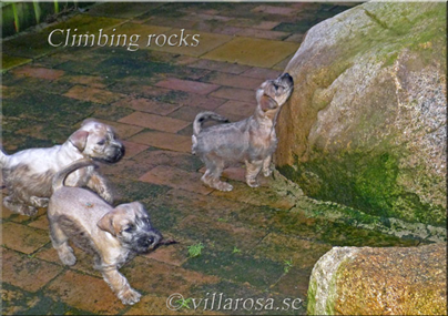 A3-6w-climbing-rocks-1.jpg