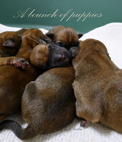 A3-a-bounch-of-puppies-1day.jpg