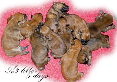 A3-litter-5-days.jpg