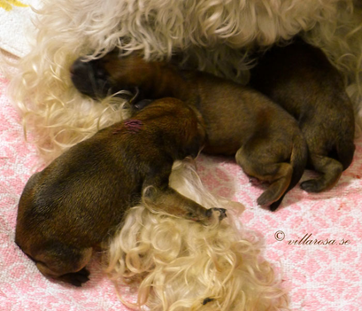 A3-newborn-3-pups.jpg