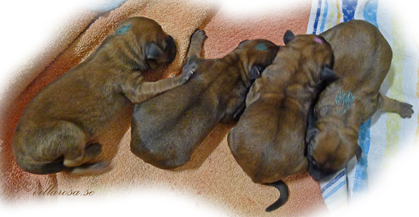 A3-newborn-4-pups.jpg