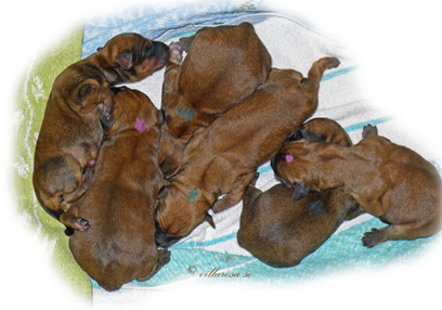 A3-newborn-6-pups.jpg