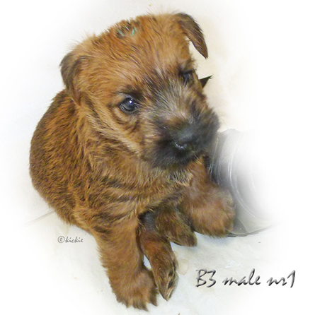 B3-45w-male1