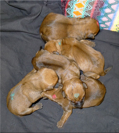 B3-Newborn-all-five.jpg