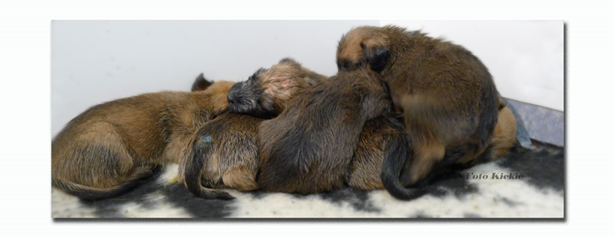 F33-4v-banner-pile-of-pups.jpg