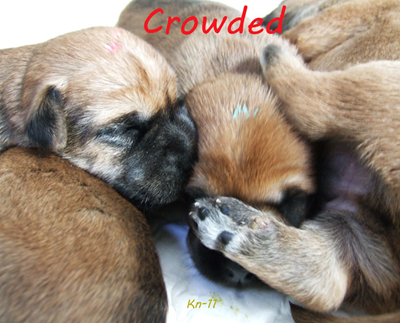 Crowded.jpg