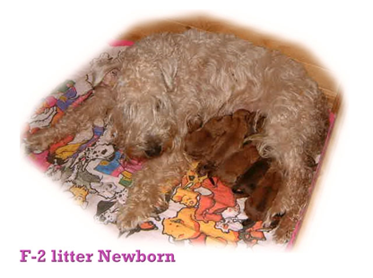 F-2-litter-Newborn.jpg