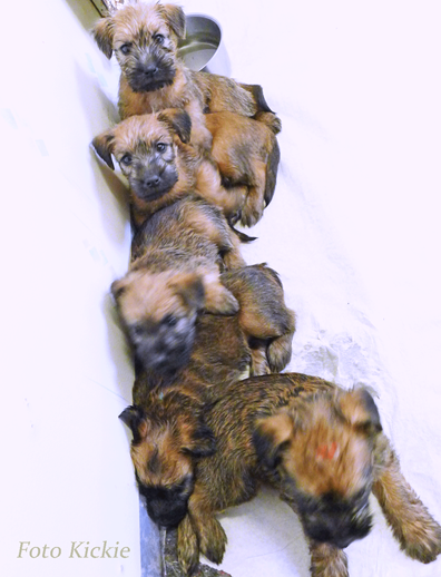 F3-5v-A-pile-of-puppies.gif
