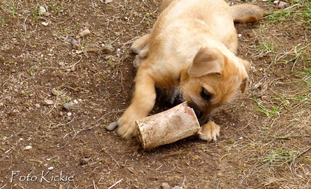 VR-h3-6v-nr5-chewing-bone.jpg VR-h3-6v-nr5-chewing-bone.jpg