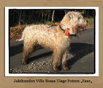 Jakthunden-faxe.jpg