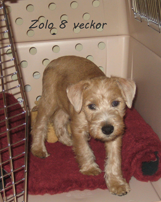 N2-kullen-Zolo-8-veckor.jpg