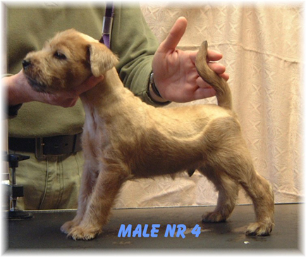 N2-litter-Male-nr-4-55w.jpg