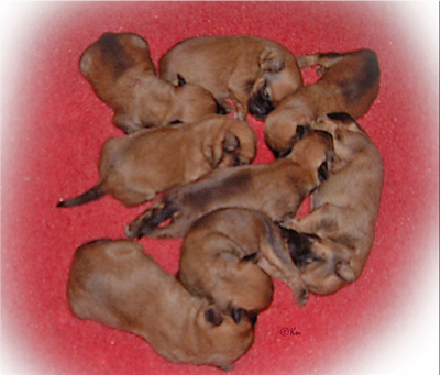 VR-O2litter-1week.jpg