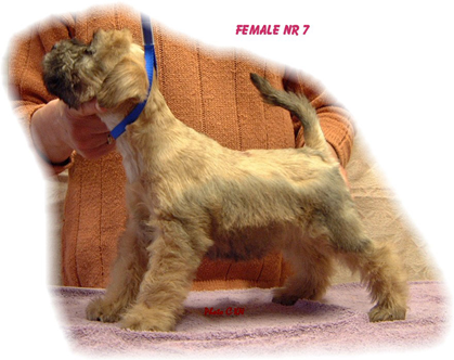 VR-O2litter-Female-Nr-7.jpg