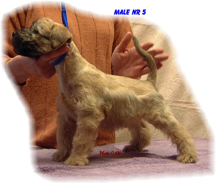 VR-O2litter-Male-NR-5.jpg