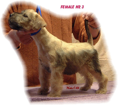 VR-O2litter-female-Nr-3.jpg