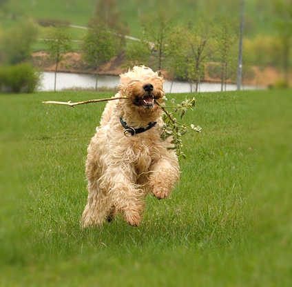 Shiklo-playing-on-the-field.jpg