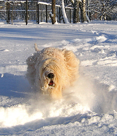 Shiko-in-the-snow--10-detai.jpg