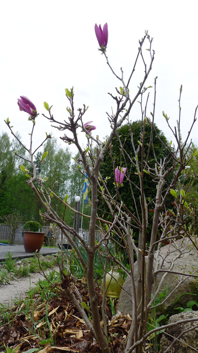 Cerice-magnolia-i-blom.jpg