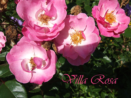 Villa-Rosa.jpg