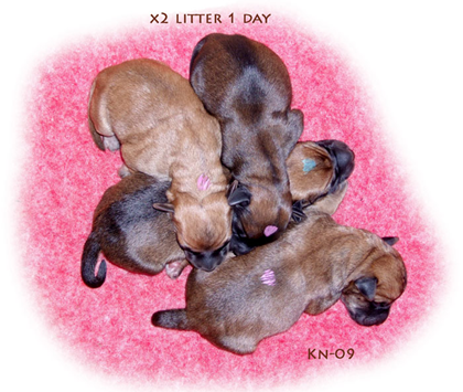 X2-litter-1-day-200dpi.jpg