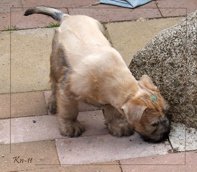 Yanis-65w-is-sniffing-arou.jpg