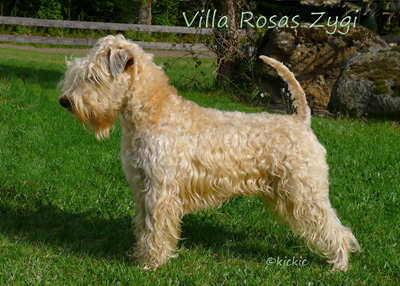 Villa-Rosas-Zygi