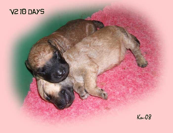 v2-10days-2pups