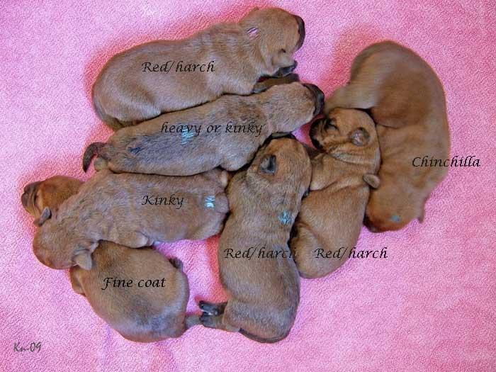 puppy-coats-5days