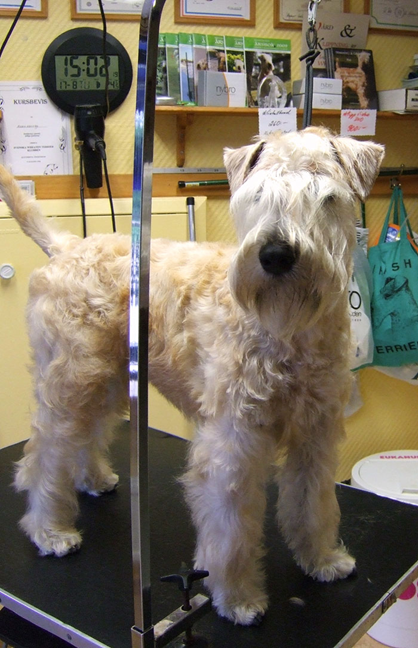 willie-on-the-trim-table.jpg