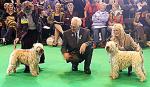 crufts1