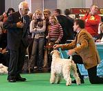 crufts10