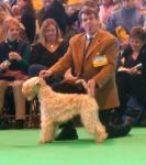 crufts2