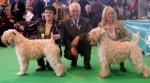 crufts3