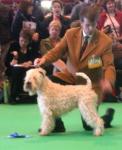 crufts4