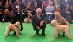 crufts5