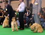 crufts6