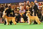 crufts7