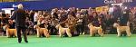 crufts8