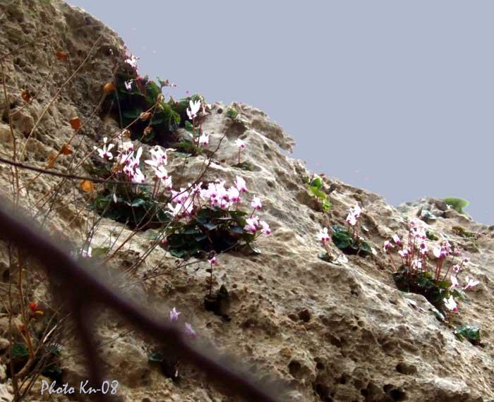 pafos-blommor