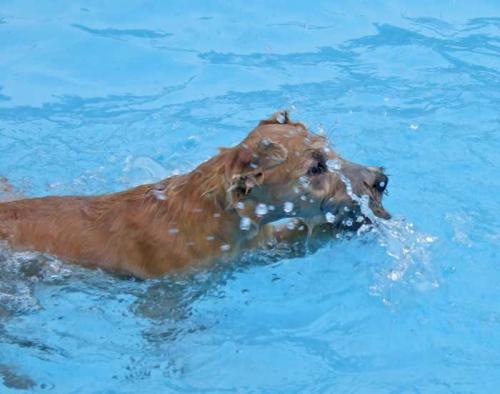 harry-in-the-pool