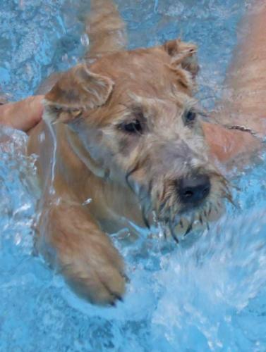 harry-in-the-pool2