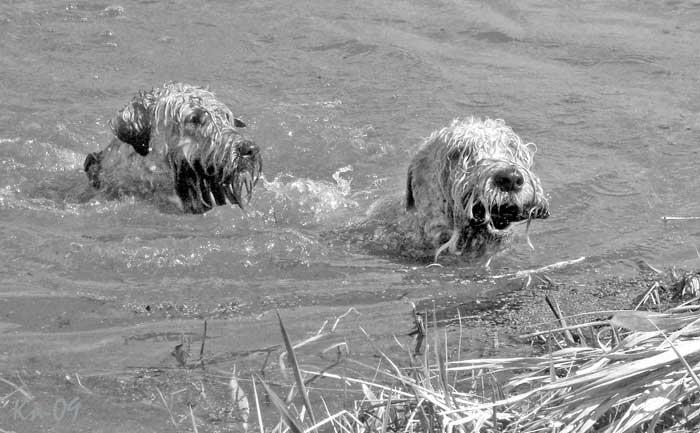 swimming-dogs-sv