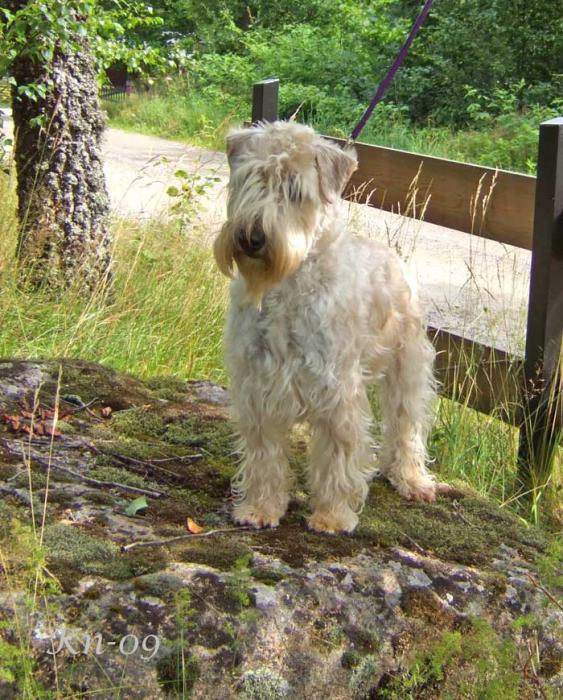 rosie-09-on-the-rock