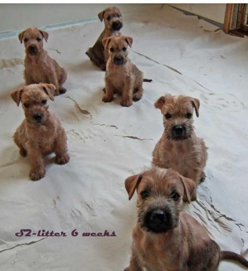 s2-litter-6-weeks