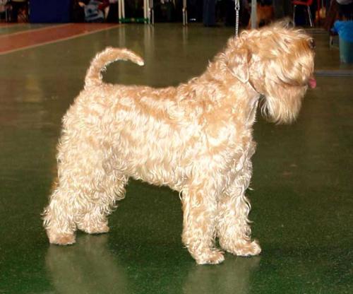 shiko_2007