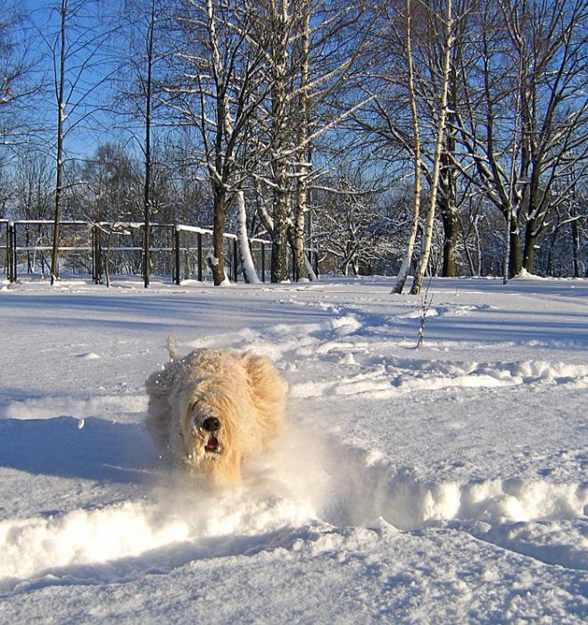 shiko-in-the-snow--10 shiko-in-the-snow--10