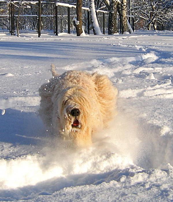 shiko-in-the-snow--10-detai shiko-in-the-snow--10-detai