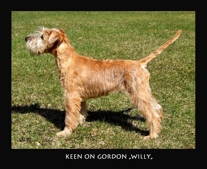 keen-on-gordon-willie-4,5mo
